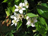 Framboises (Pas de Calais) (00) (Photo F. Mrugala)